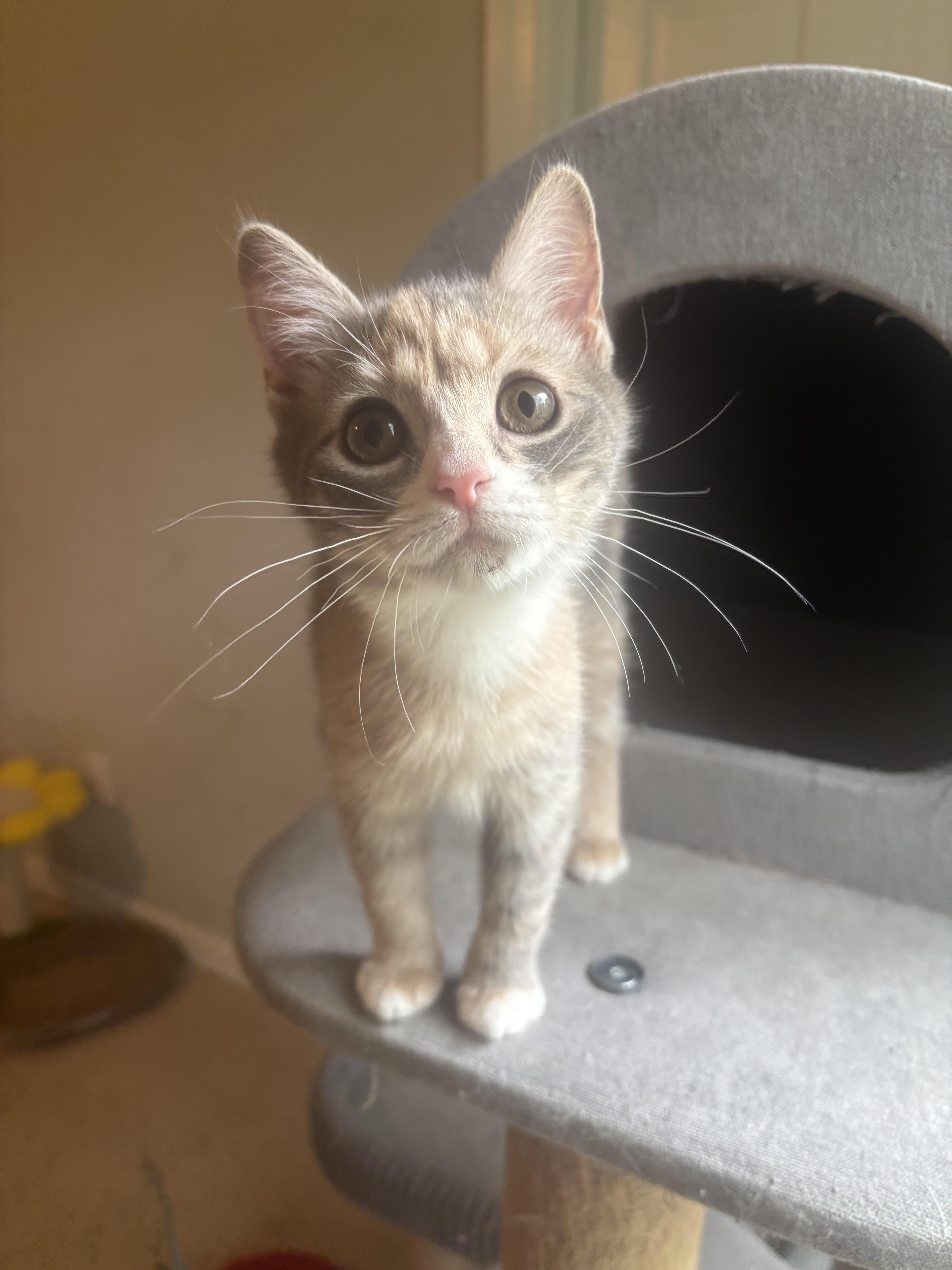 A baby small-sized female Dilute Calico Domestic Short Hair cat named Sonny Angel for adoption in Richmond, VA