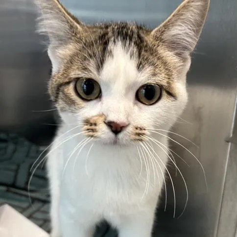 A baby medium-sized female White Domestic Short Hair cat named Montero for adoption in Matteson, IL