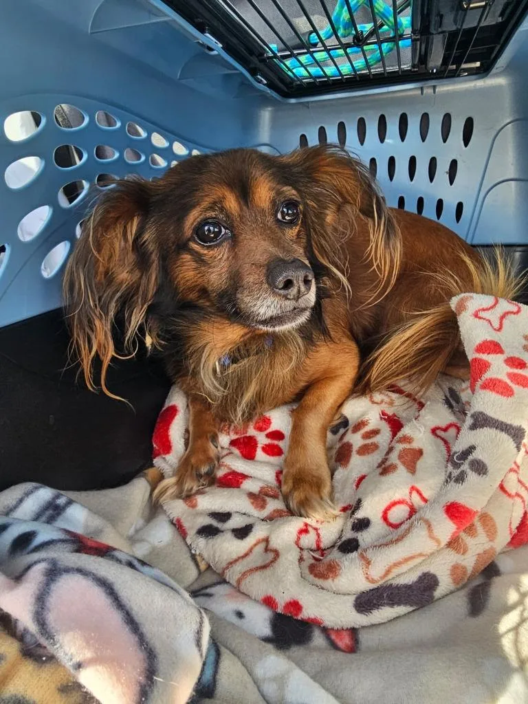 A senior small-sized male Papillon dog named Ludwig Von Bethoven for adoption in Spring, TX