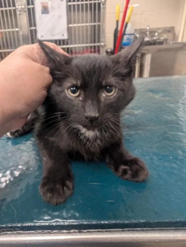 A young medium-sized male Black Domestic Short Hair cat named Dean for adoption in Mobile, AL