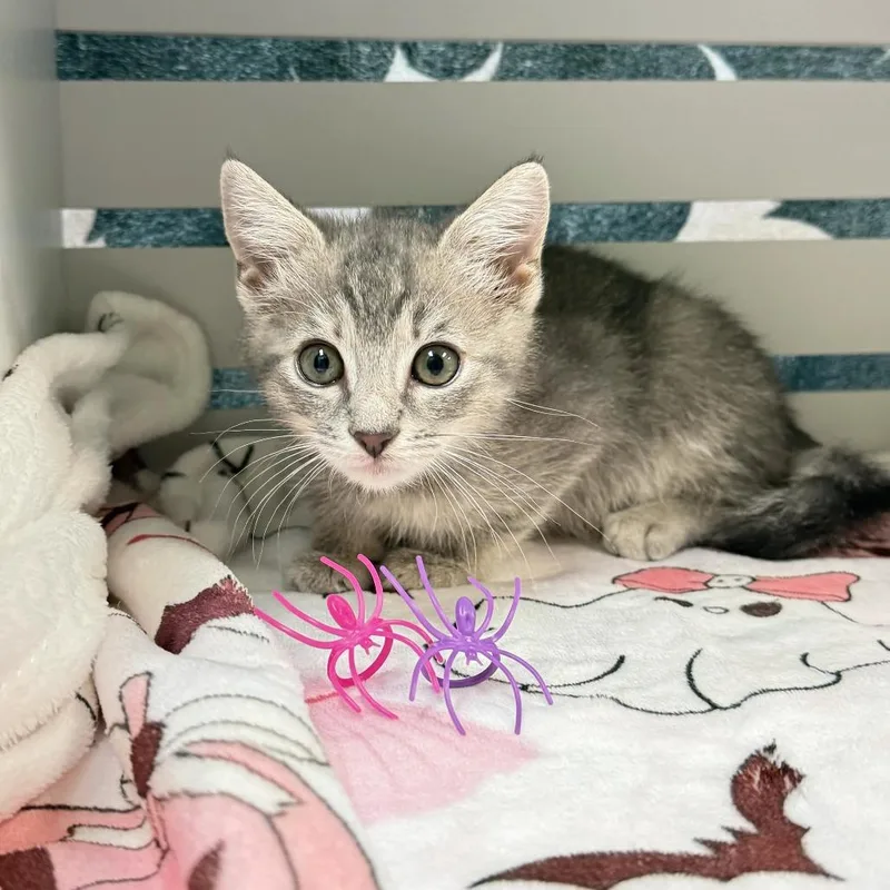 A baby small-sized female Gray / Blue / Silver Domestic Short Hair cat named Dolly Parton for adoption in Lynchburg, VA