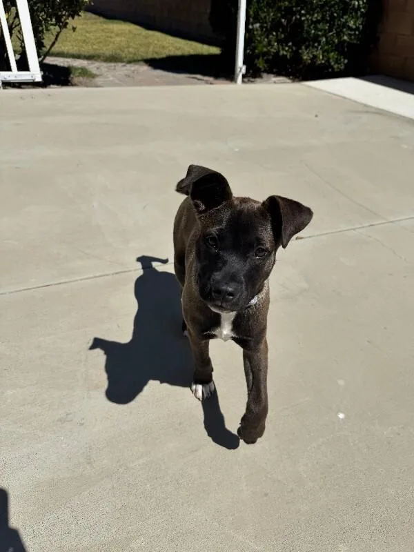 A young medium-sized female Pit Bull Terrier dog named Zoey for adoption in Manhattan Beach, CA