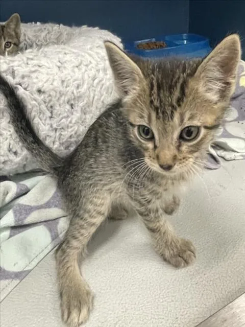 A baby small-sized male Domestic Short Hair cat named Luz for adoption in Tracy, CA