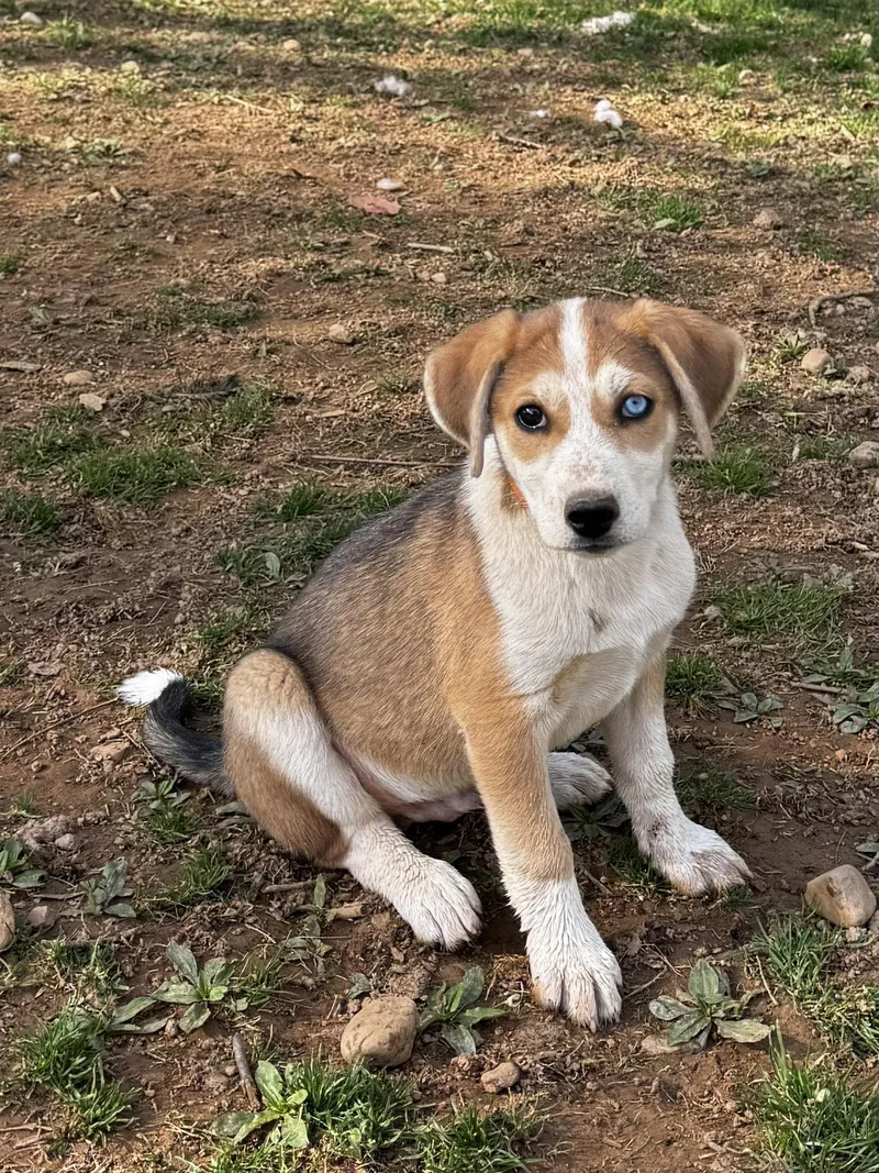 A baby medium-sized female Siberian Husky dog named Matcha for adoption in Salisbury, MD