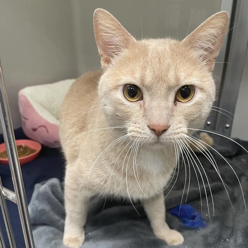 An adult large-sized male Orange / Red Domestic Short Hair cat named Buddy for adoption in Saint Charles, MO