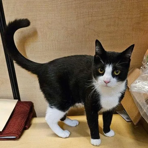 A young medium-sized male Tuxedo cat named Chance for adoption in Mount Royal, NJ
