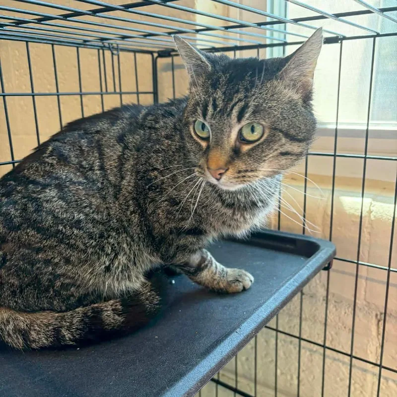 A young small-sized male Brown / Chocolate Domestic Short Hair cat named Frank for adoption in Huntington, WV