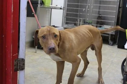 A young large-sized male Vizsla dog named Cooper for adoption in Picayune, MS