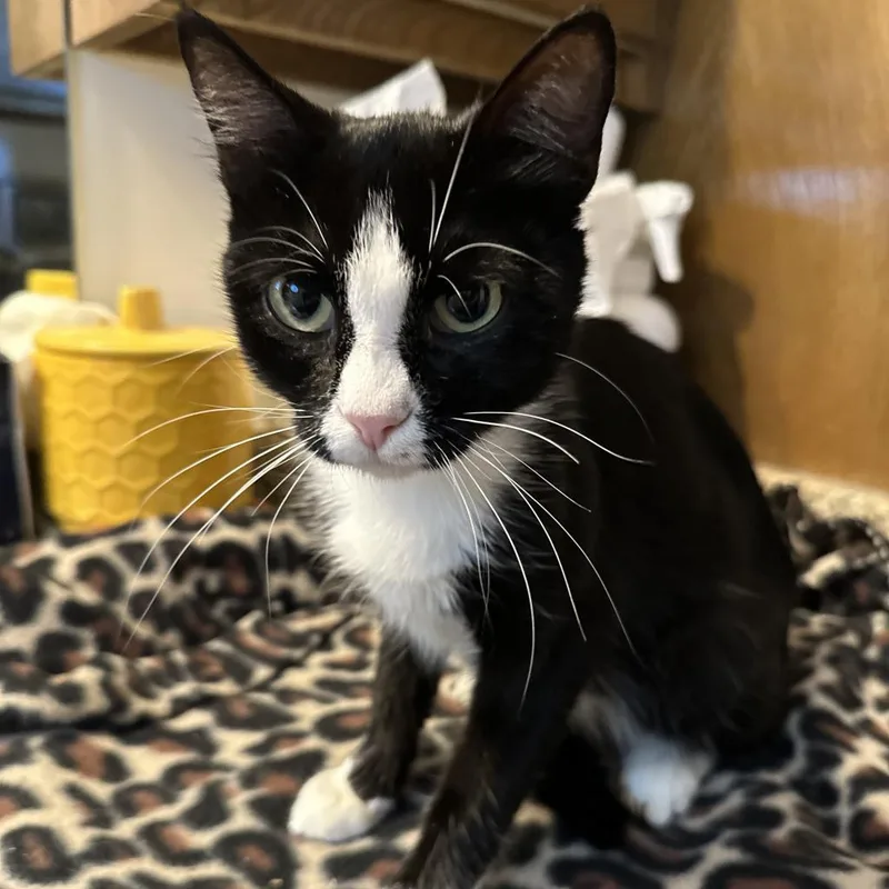 Charlotte thumbnail 5