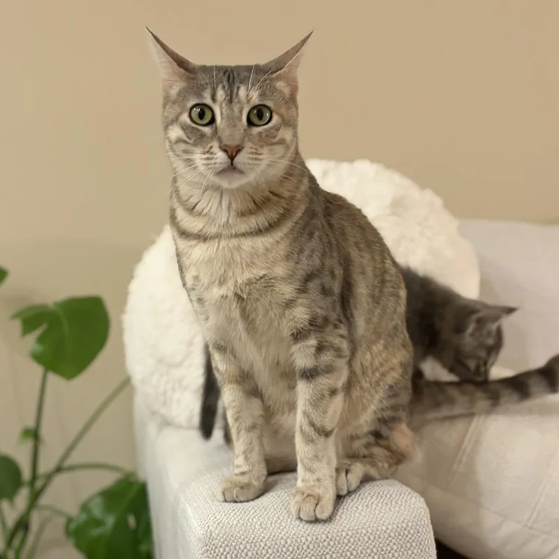 A young medium-sized female Gray / Blue / Silver Domestic Short Hair cat named Abigail for adoption in Long Beach, CA