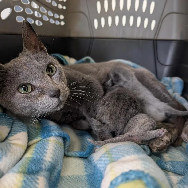 An adult medium-sized female Gray / Blue / Silver Domestic Short Hair cat named Lady Gray for adoption in Watertown, NY