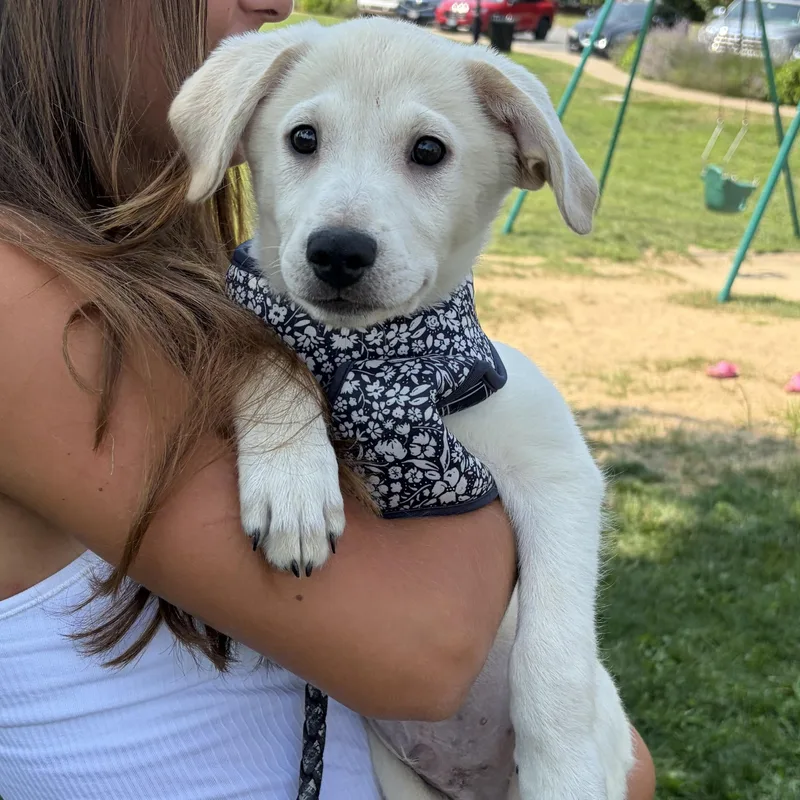 A young medium-sized male American Eskimo Dog dog named Casper for adoption in Oak Bluffs, MA