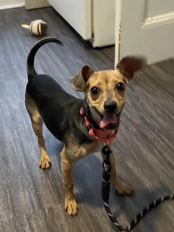 A baby small-sized female Chihuahua dog named Joy for adoption in Oakland, NJ