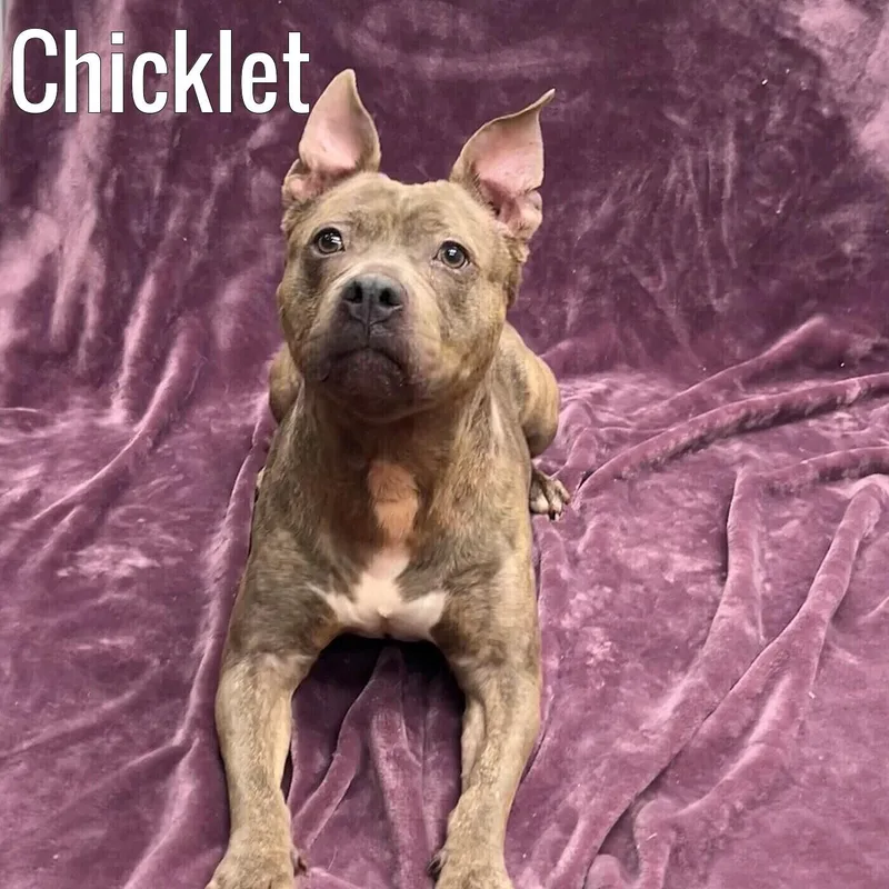 Chicklet