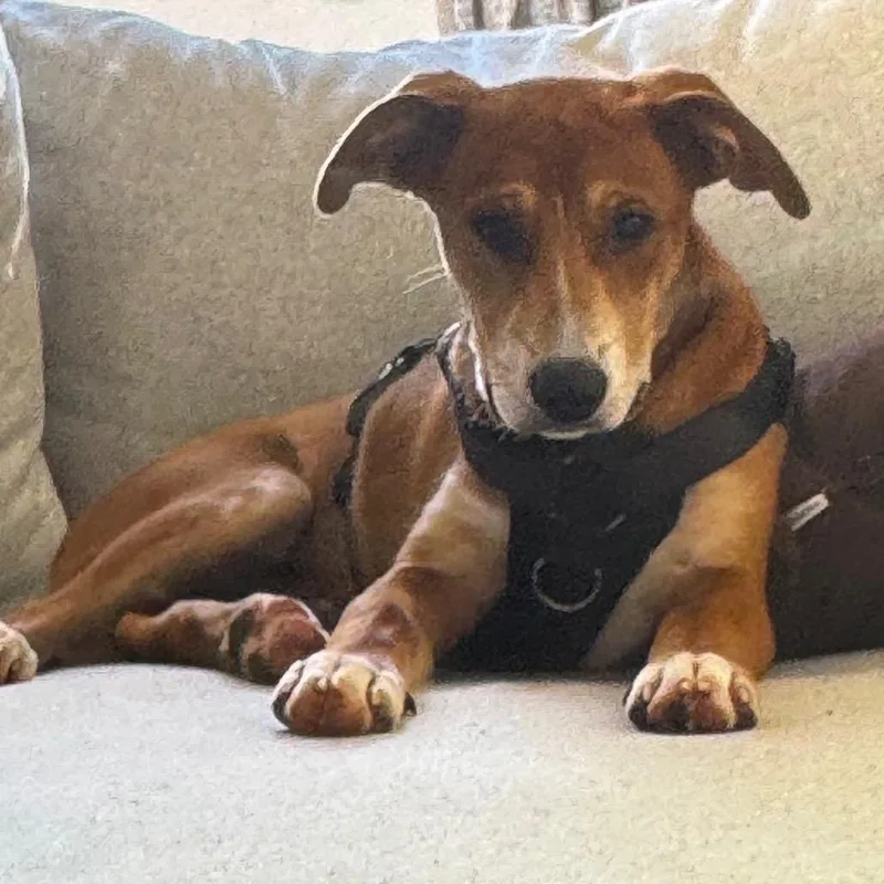 A young medium-sized male Brown / Chocolate Mixed Breed dog named Cable for adoption in Winston-Salem, NC