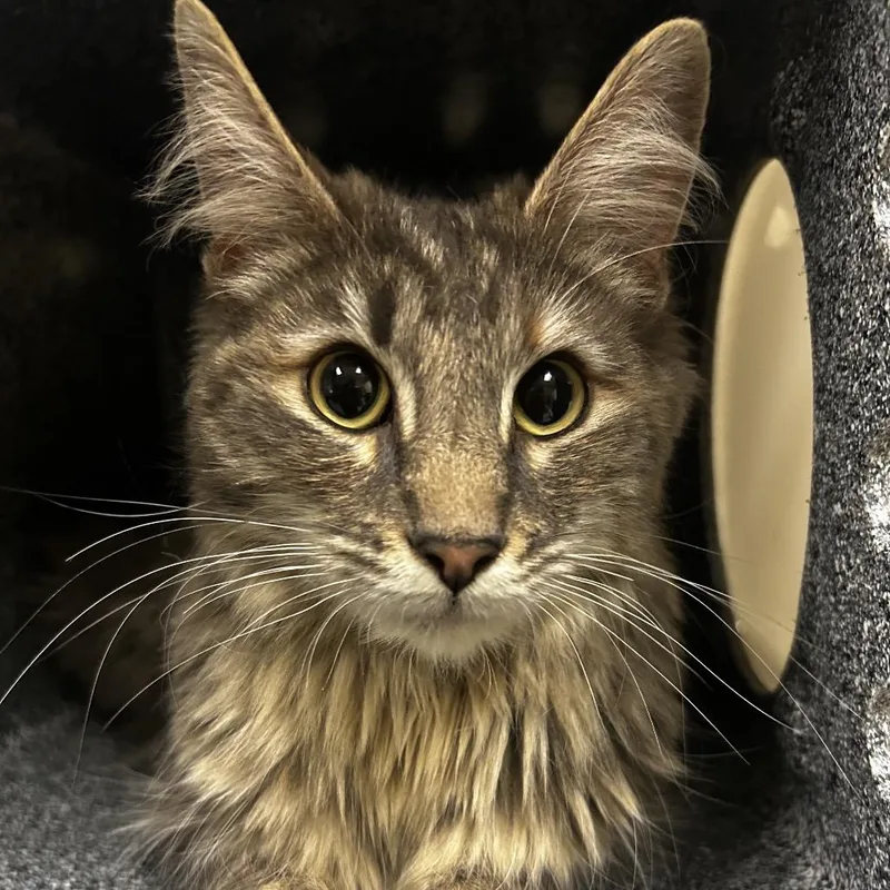 An adult medium-sized female Gray / Blue / Silver Domestic Medium Hair cat named Georgia Rose for adoption in Reno, NV
