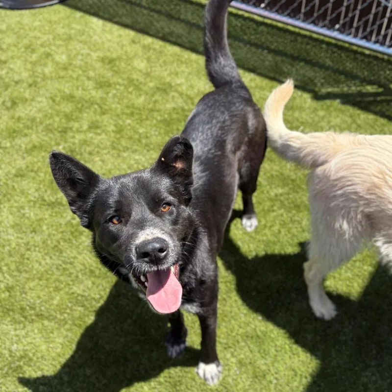 A young medium-sized male Black Shepherd dog named Mallo Cup for adoption in Morganton, NC