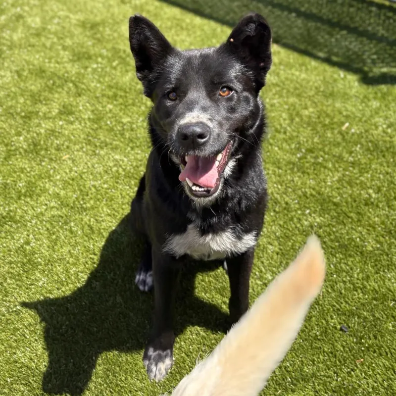 Mallo Cup thumbnail 2