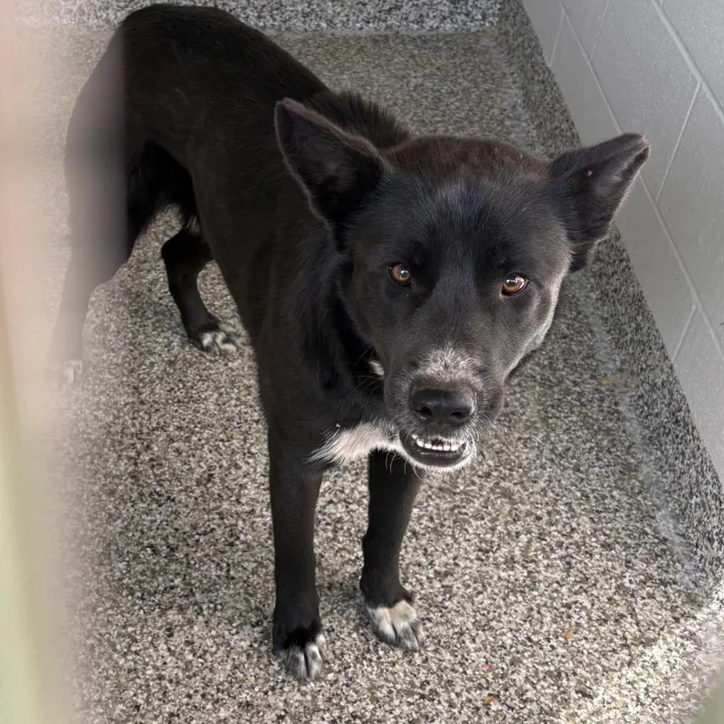 Mallo Cup thumbnail 3