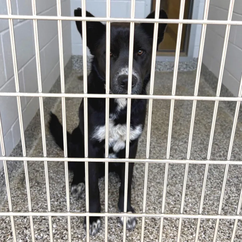 Mallo Cup thumbnail 4