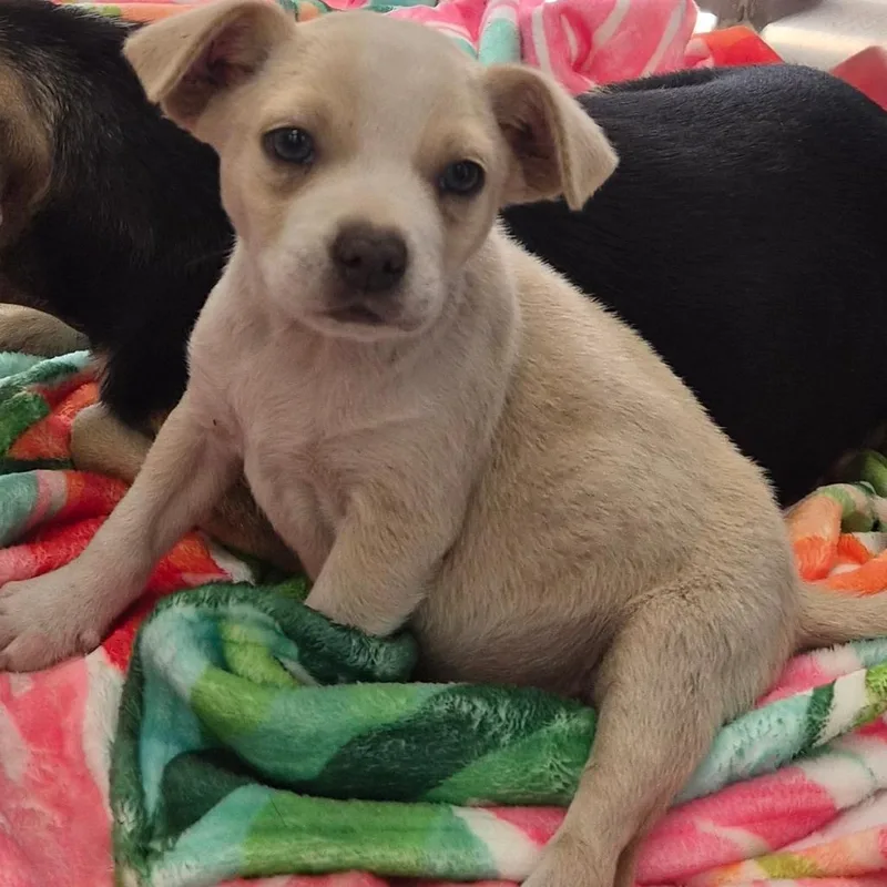 A baby small-sized male White / Cream Chihuahua dog named Boss for adoption in Montgomery, AL