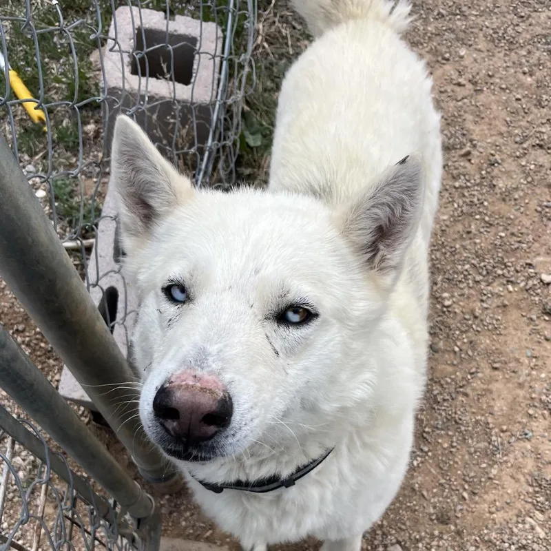 An adult large-sized male White / Cream Husky dog named Zeus for adoption in Taos, NM
