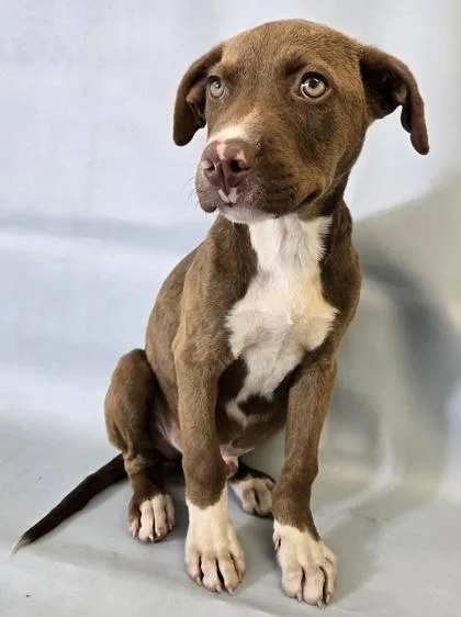 A baby large-sized male Labrador Retriever dog named Jersey for adoption in Morton Grove, IL