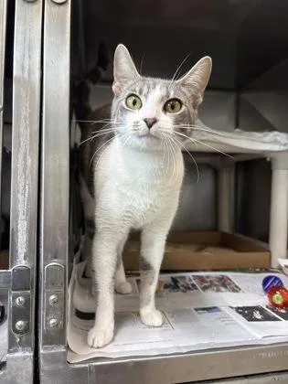 A young small-sized female Domestic Short Hair cat named Millie for adoption in Madison, NJ