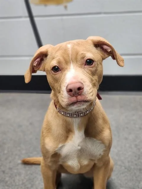 A baby small-sized female Pit Bull Terrier dog named Dior for adoption in Kalamazoo, MI