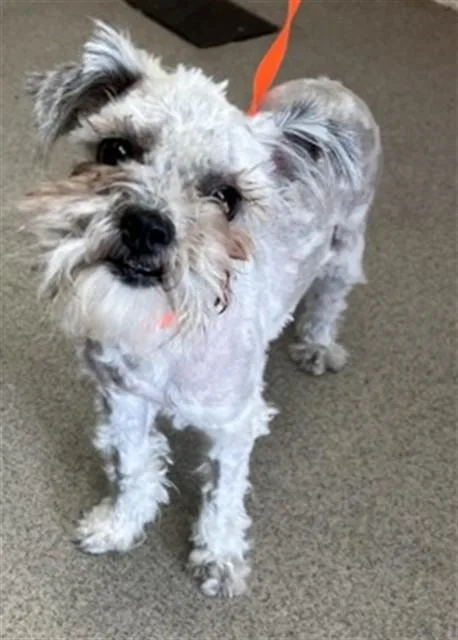 A young small-sized female Shih Tzu dog named Dandelion for adoption in San Bernardino, CA