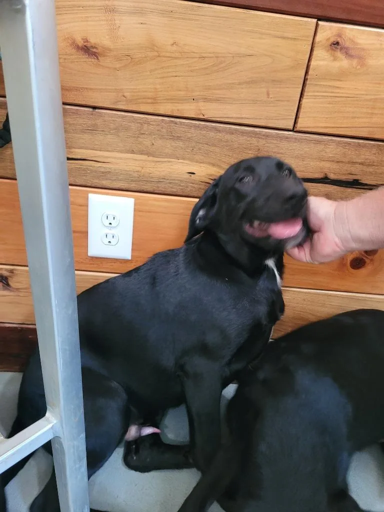 A baby large-sized male Mountain Cur dog named Cooper for adoption in Lawrenceburg, TN