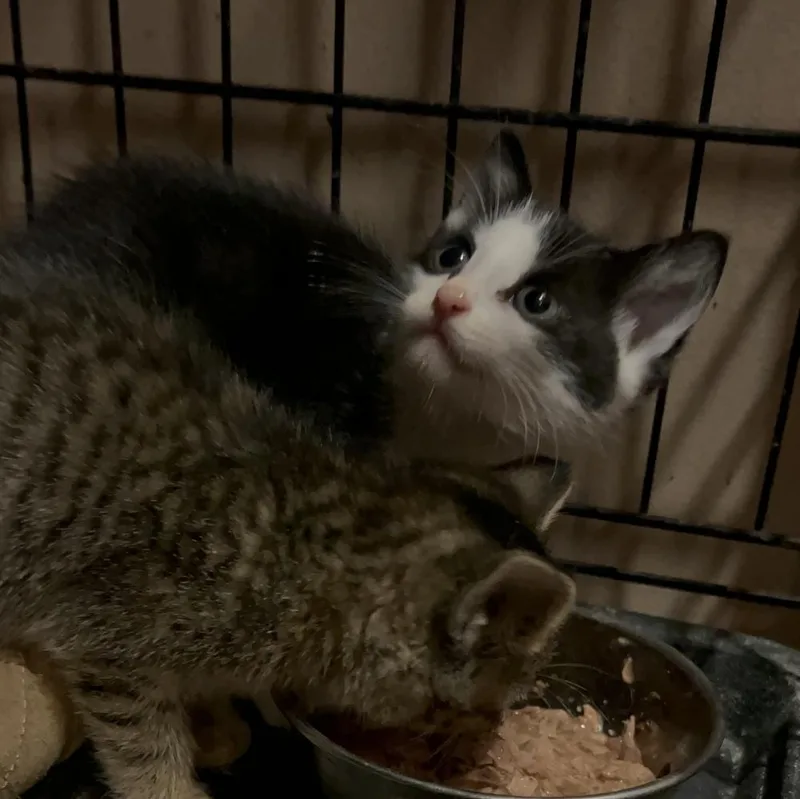 A baby small-sized female Domestic Short Hair cat named Cheep Ne. for adoption in Peoria, IL