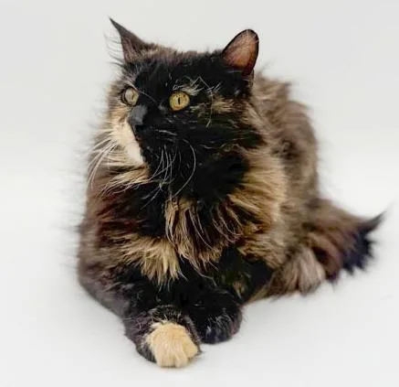 A young small-sized female Tortoiseshell Maine Coon cat named Marcy Is Sooo for adoption in Bedford Hills, NY
