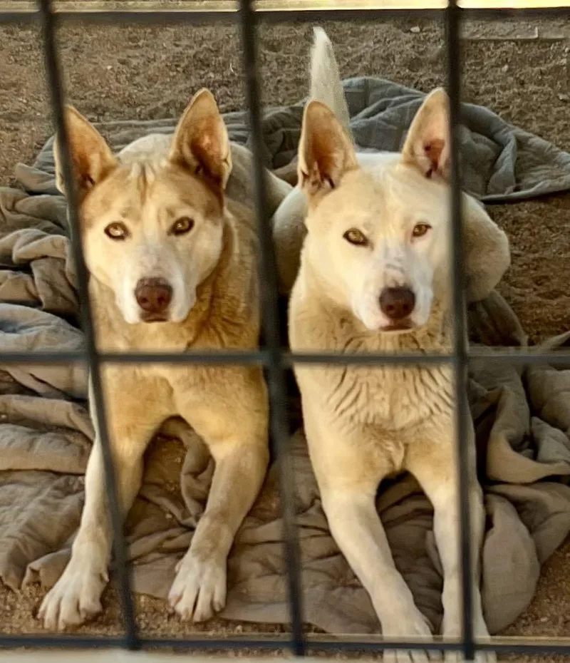 An adult medium-sized male Brindle Husky dog named Bass & Tenor for adoption in Ventura, CA