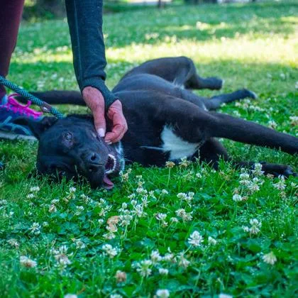 A young large-sized female Mixed Breed dog named Bermuda for adoption in Chamblee, GA