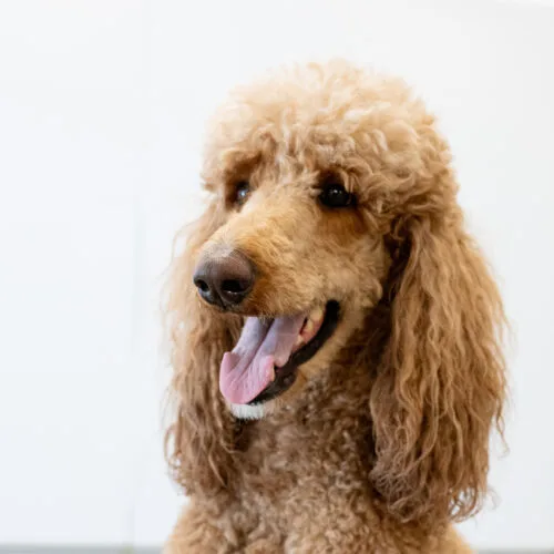 An adult medium-sized female Red / Chestnut / Orange Standard Poodle dog named JoJo for adoption in Phoenix, AZ