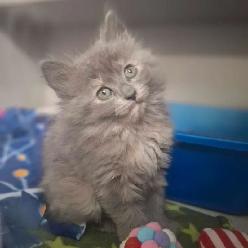 Nova