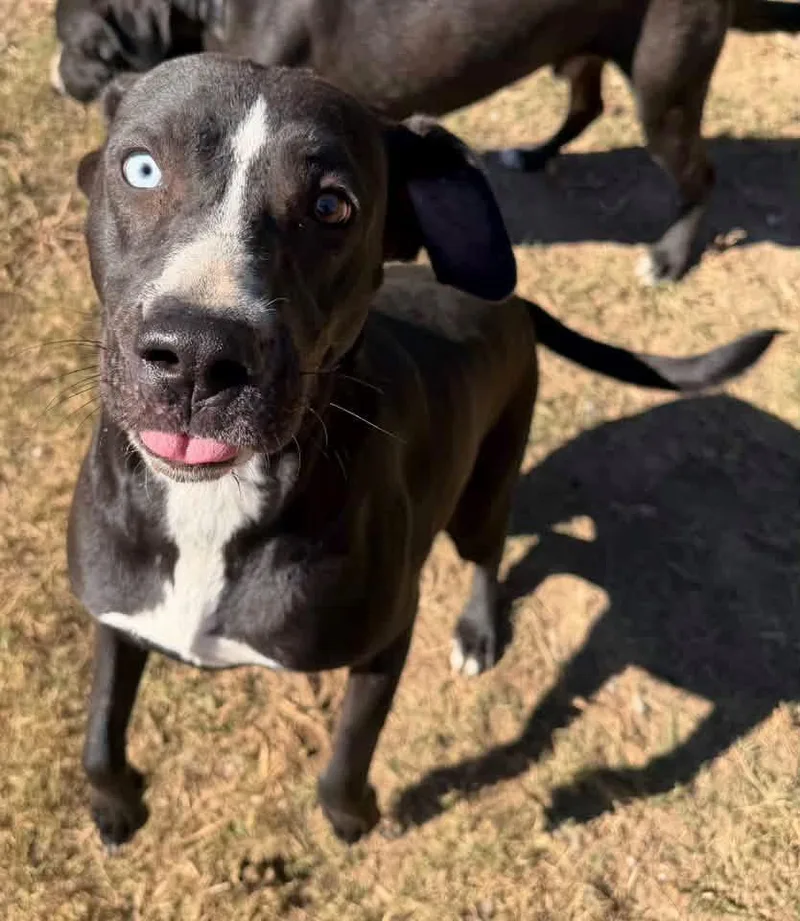 An adult medium-sized female Black Labrador Retriever dog named Bebe for adoption in Calera, AL