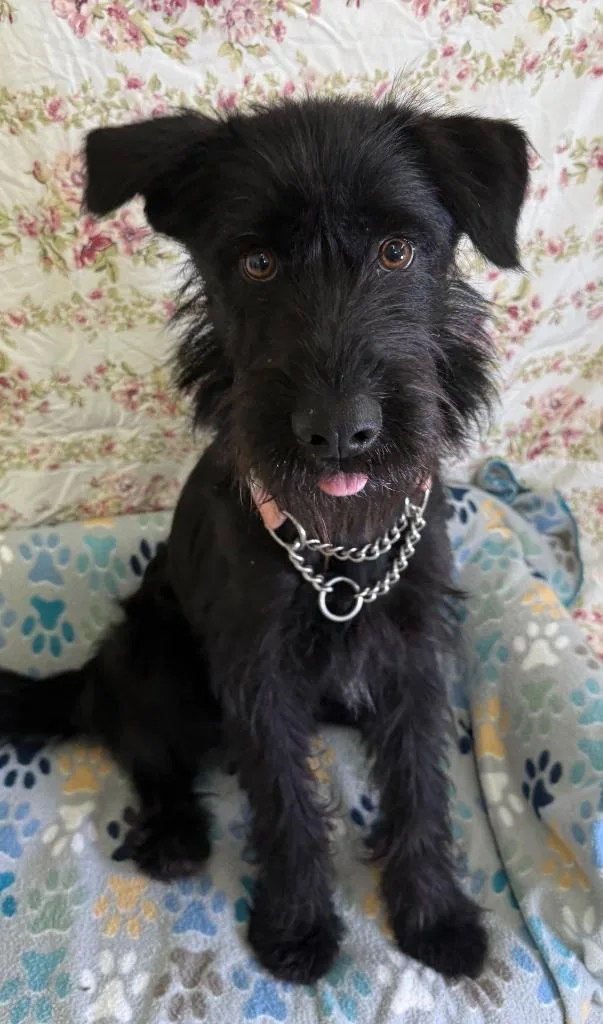 A young medium-sized male Schnauzer dog named Beau for adoption in Brookings, OR