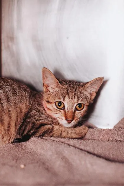A young small-sized female Domestic Short Hair cat named a LiLiPetSmart Mt. Pleasant for adoption in North Charleston, SC