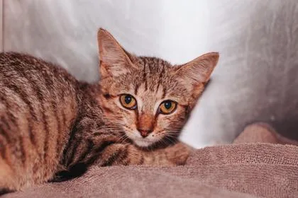 a LiLiPetSmart Mt. Pleasant thumbnail 2