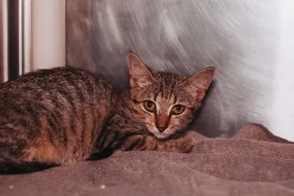 a LiLiPetSmart Mt. Pleasant thumbnail 3