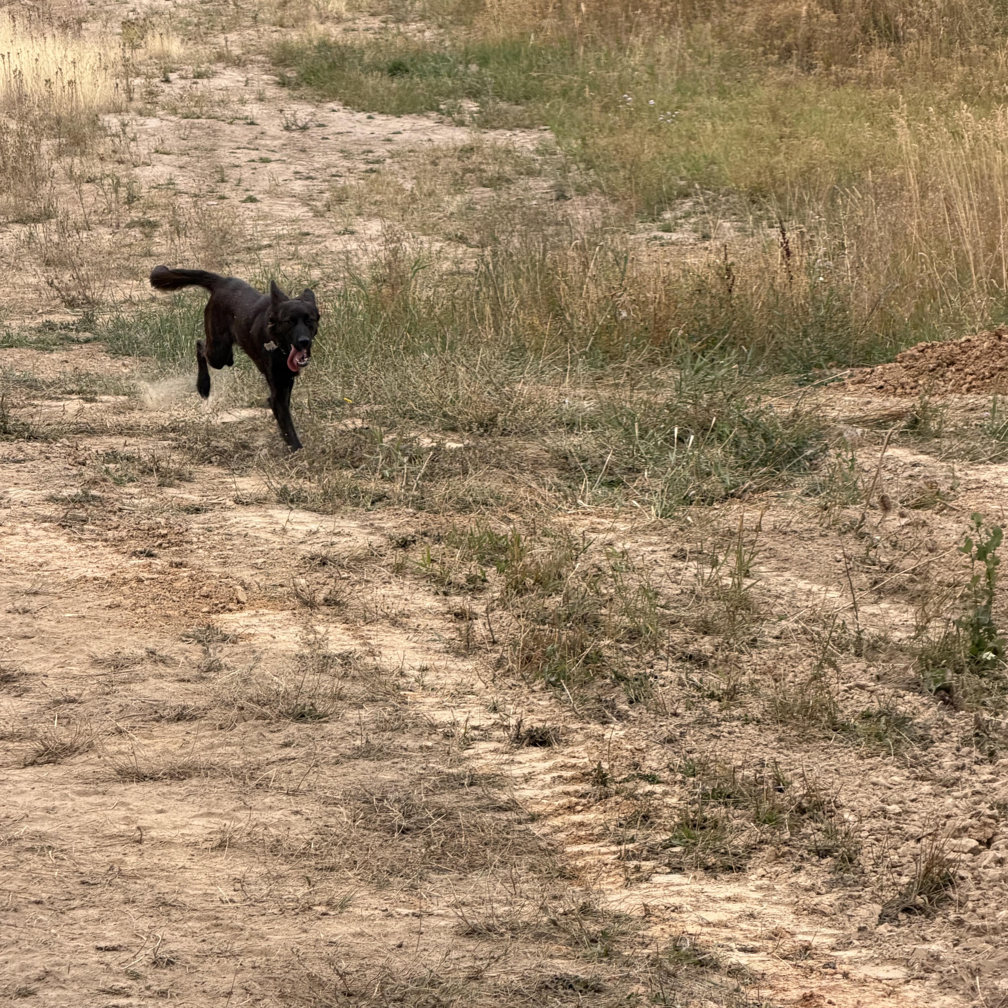 A baby medium-sized female Australian Kelpie dog named Sam for adoption in Plummer, ID