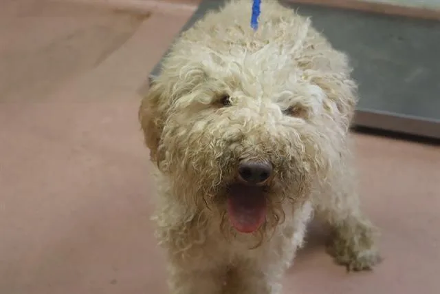 A young medium-sized male Mixed Breed dog named Linden for adoption in Columbia, SC