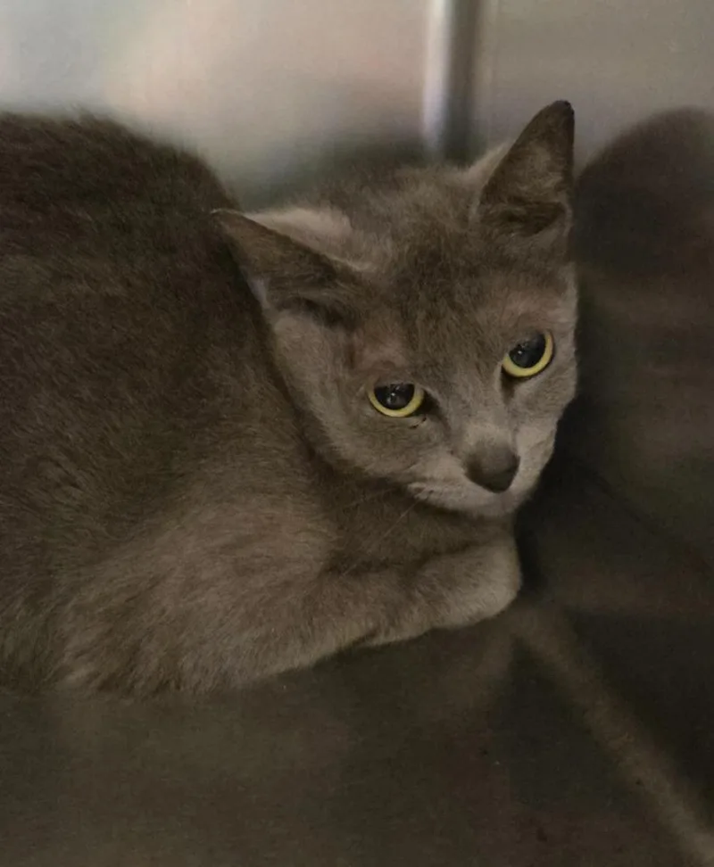 A young small-sized female Domestic Long Hair cat named Chichi for adoption in Ocala, FL
