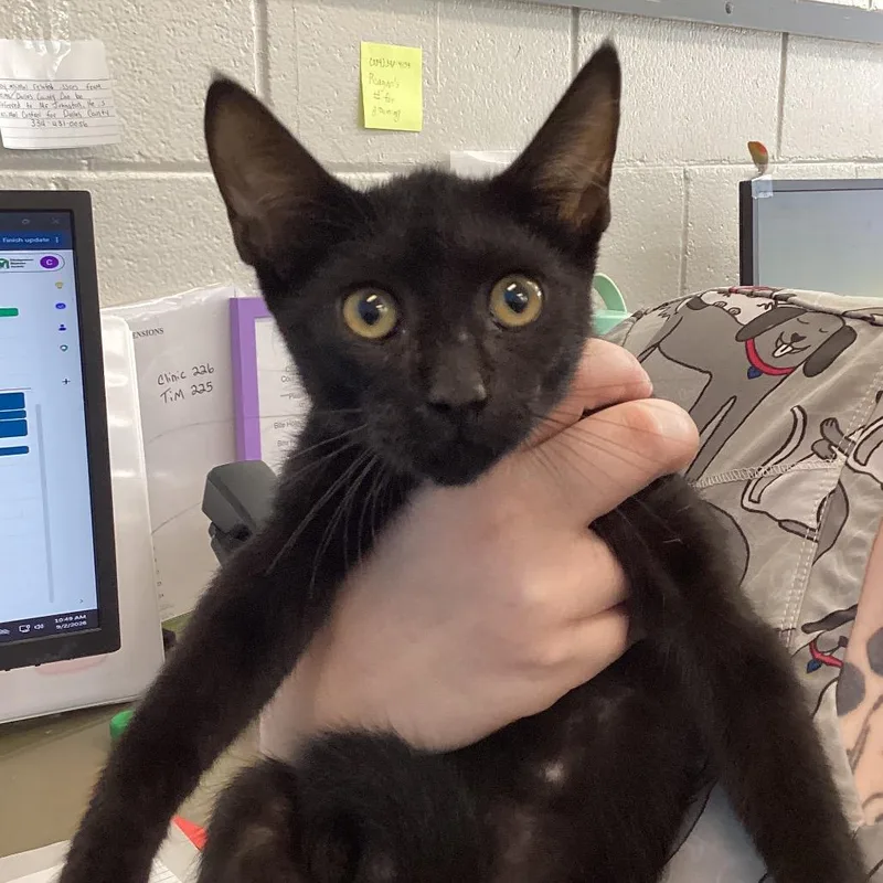 A baby medium-sized male Domestic Short Hair cat named Ramer for adoption in Montgomery, AL