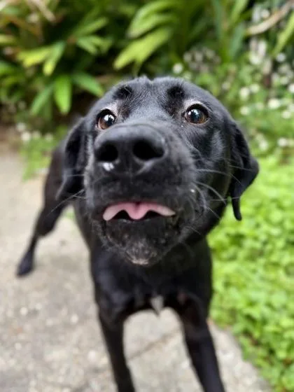 An adult medium-sized female Labrador Retriever dog named Sammi for adoption in New Orleans, LA
