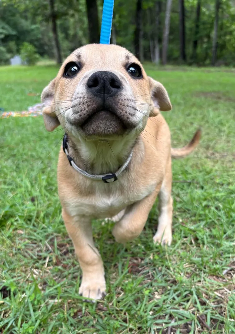 Langley