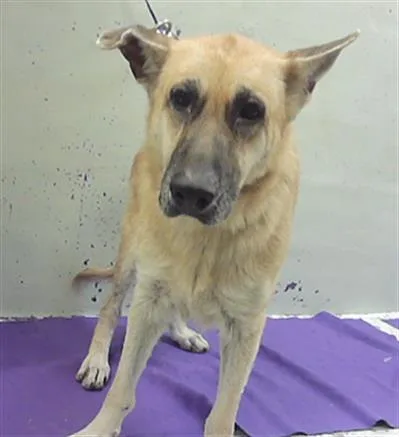 An adult large-sized female German Shepherd Dog dog named Taty for adoption in Houston, TX