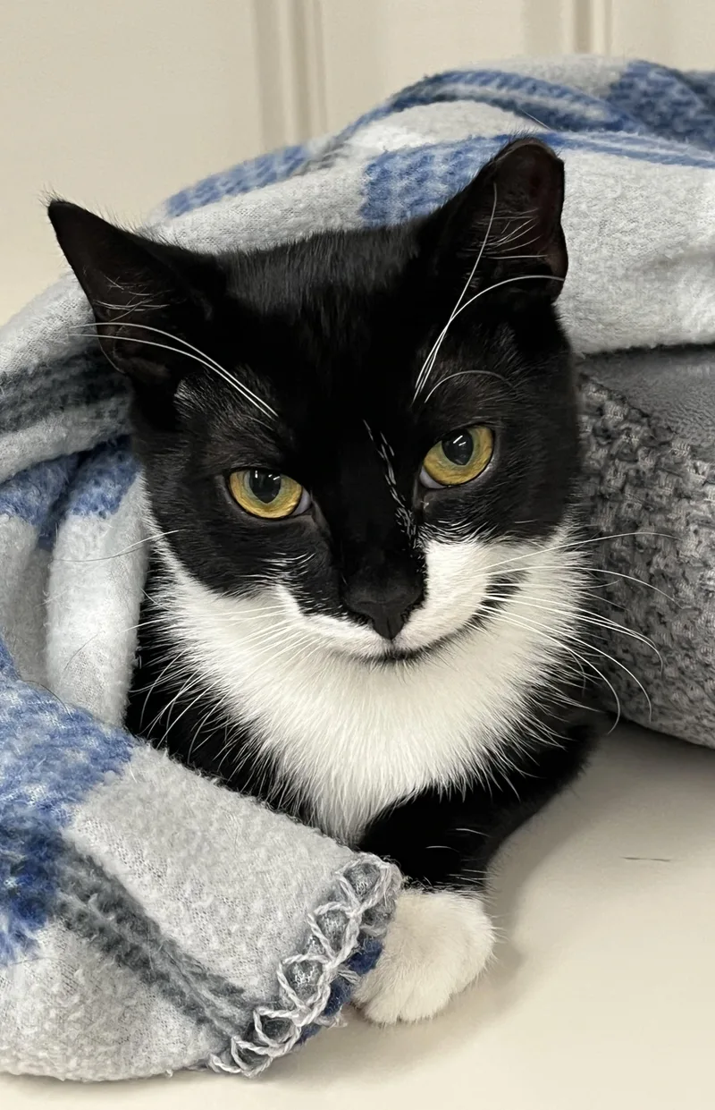 A young medium-sized male Black & White / Tuxedo Domestic Short Hair cat named Bode for adoption in Harrison, NY